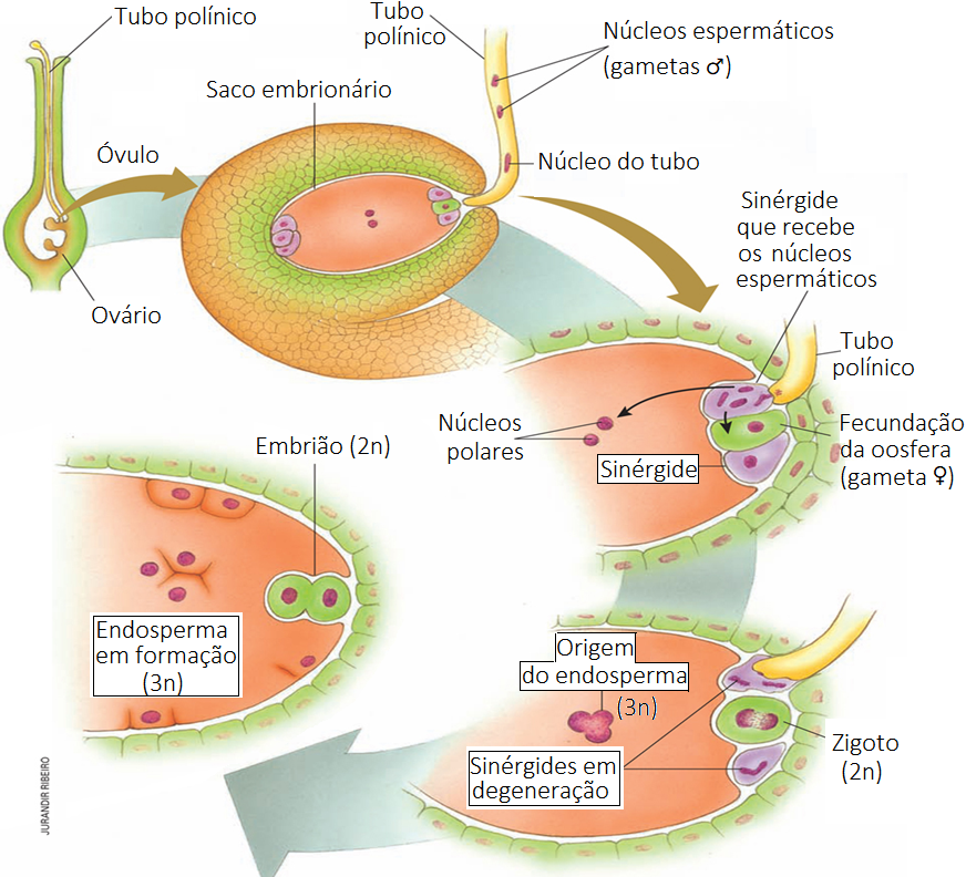 Questão 5 Biologia - Elite Colégio e Pré-Vestibular