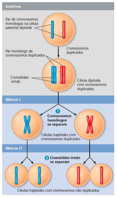Diagrama De Cromossomos Homologos MEIOSE 1 E 2